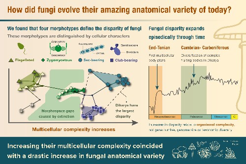 Graph showing how fungi evolved anatomical variety